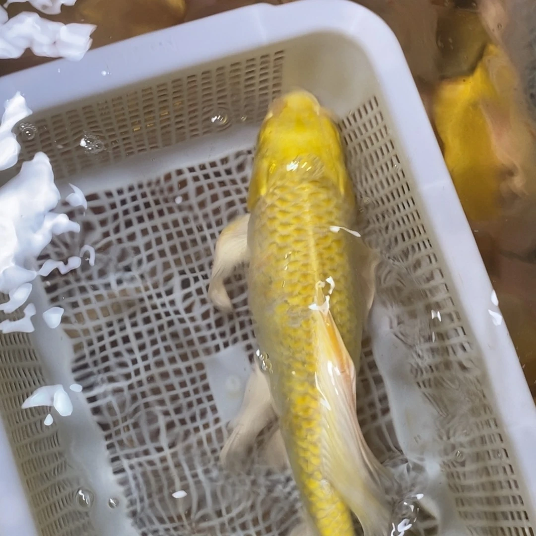 锦鲤冷水锦鲤包邮