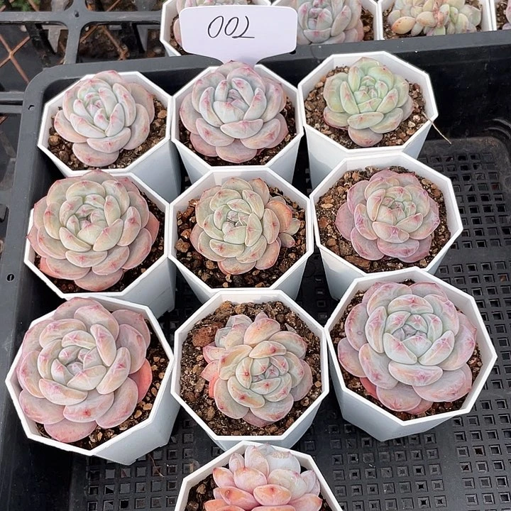 薇薇安园艺多肉002