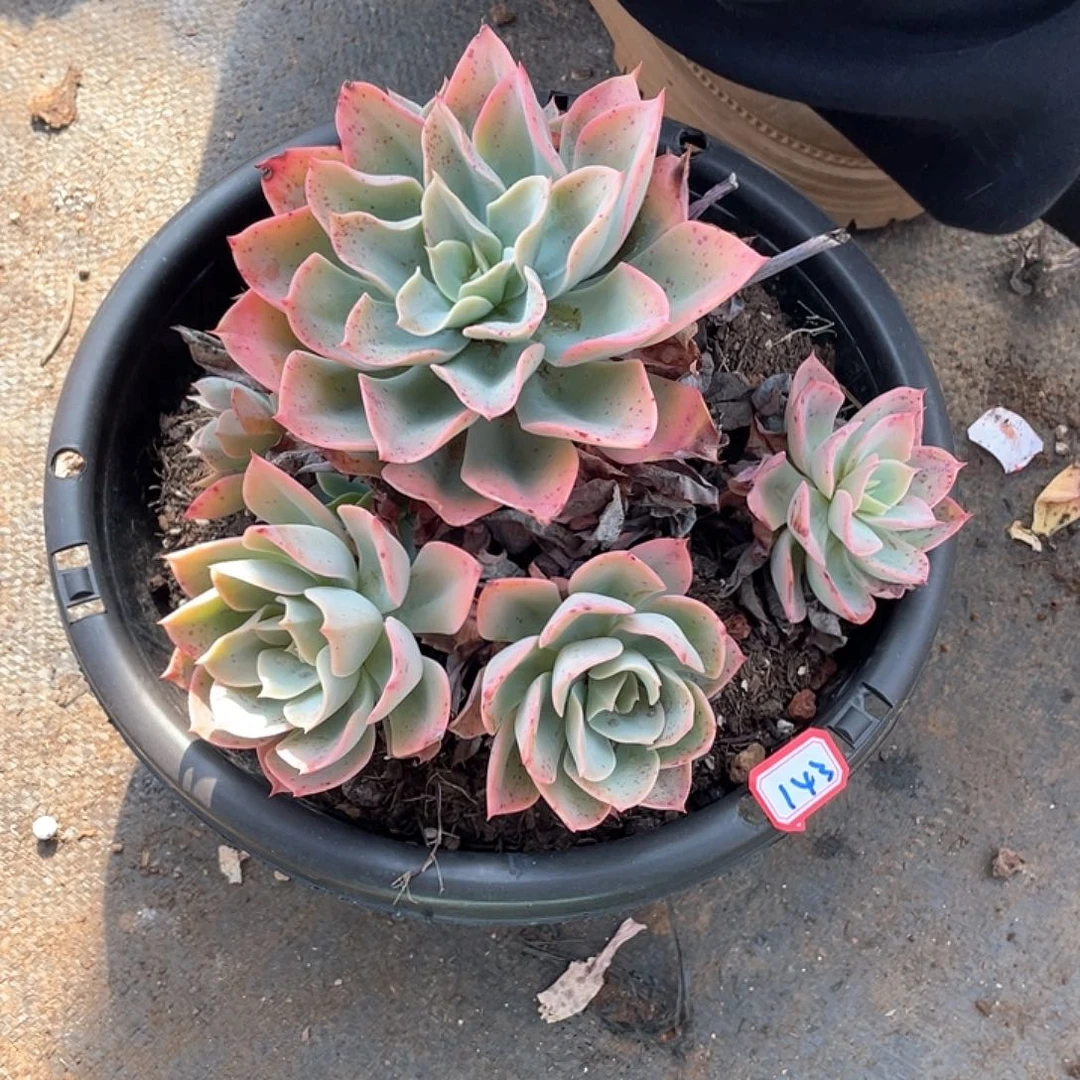 143蓝宫 一物一拍多肉