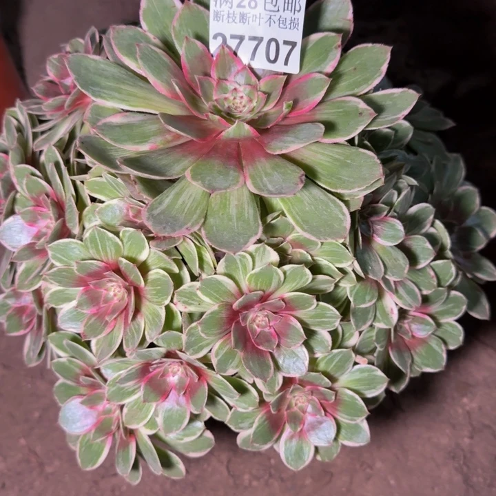 27707莲花座多肉植物