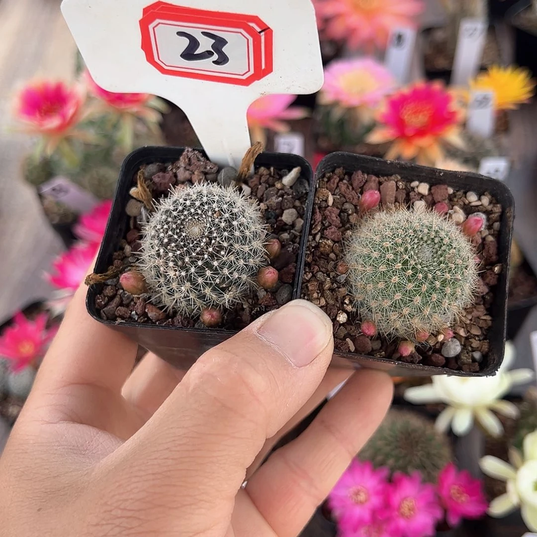 八*23往事多肉园仙人球往事