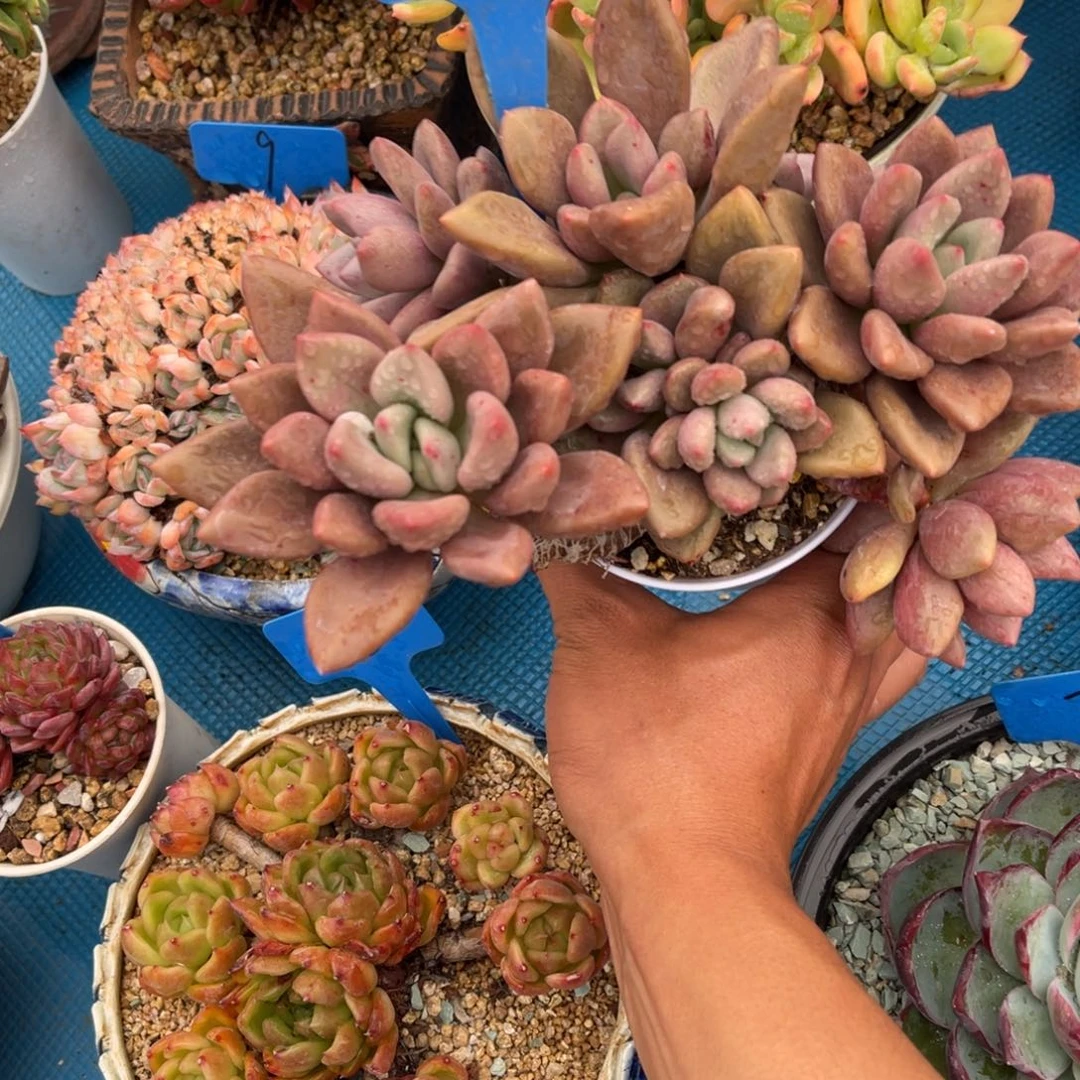 君*510桃花源多肉（寄养