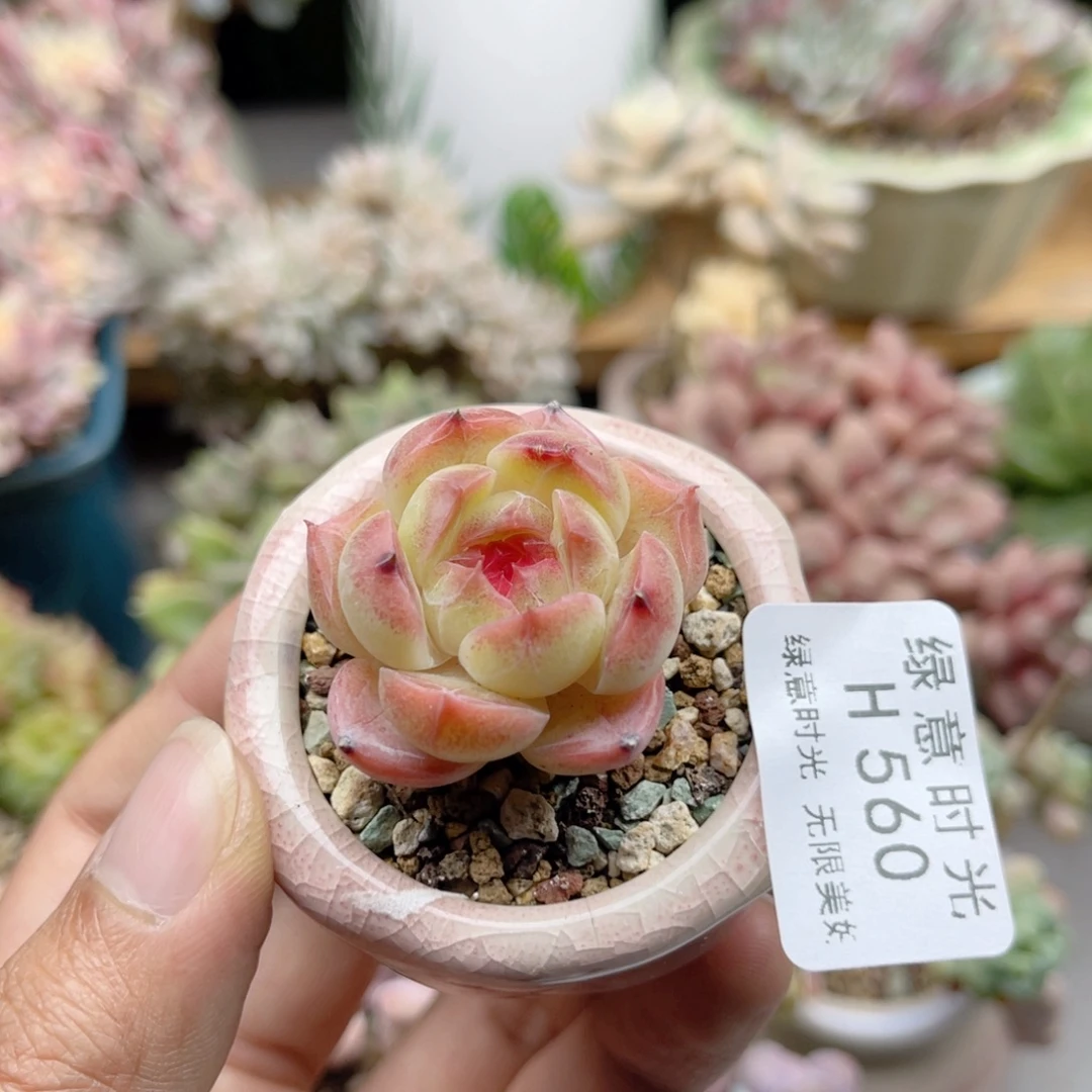 560 糖心珍妮 带陶瓷盆发货 满28包邮