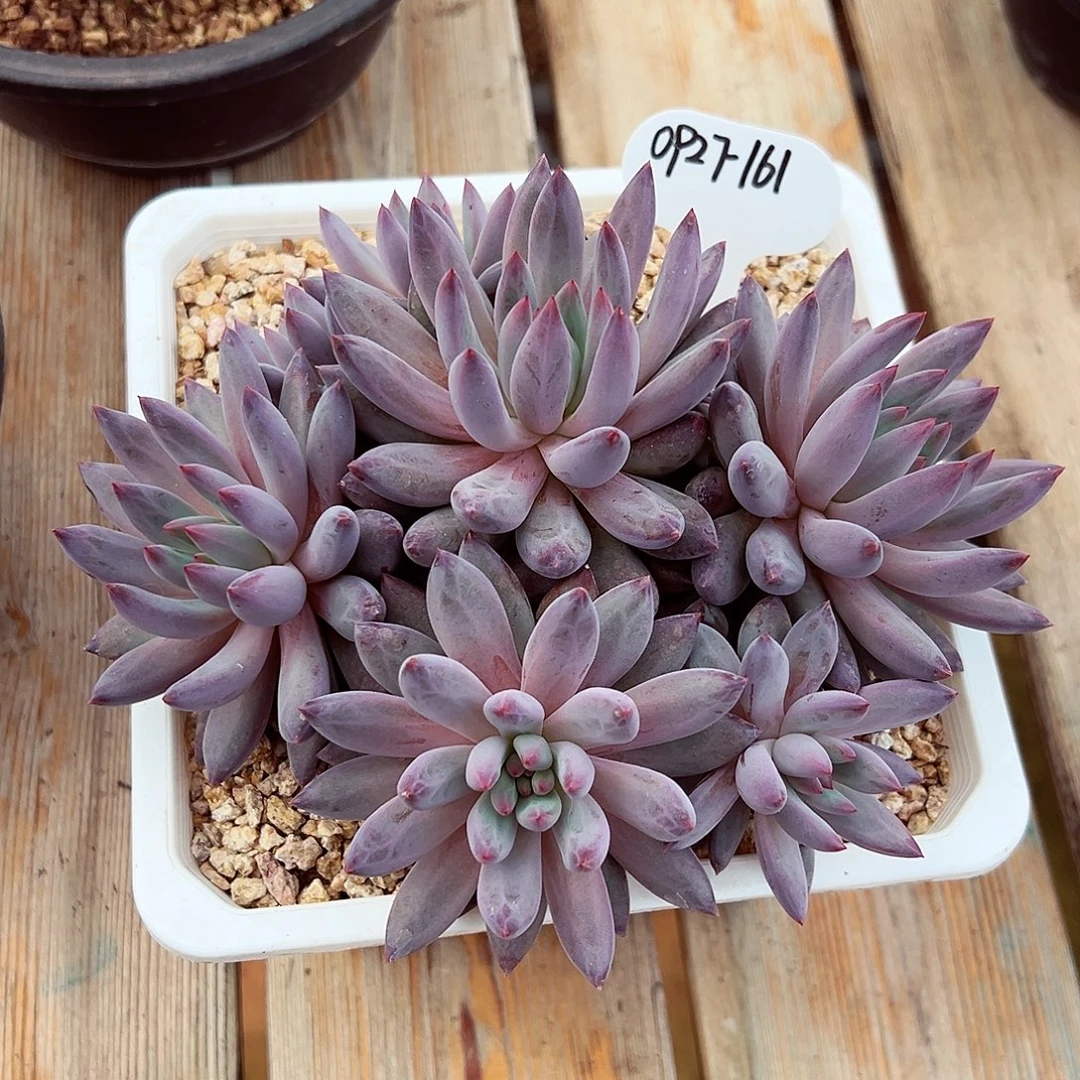 0927-161厚粉虞美人