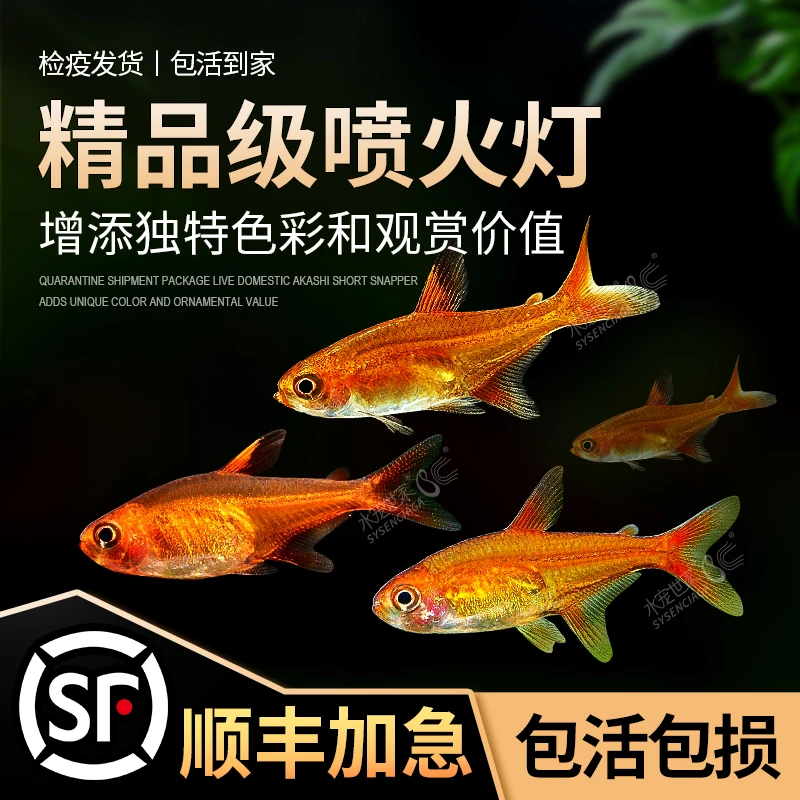 喷火灯鱼热带淡水小型鱼火焰灯龙须灯梦幻灯鱼群游孔雀鱼鳉鱼
