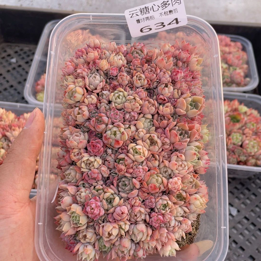 云糖心多肉植物634