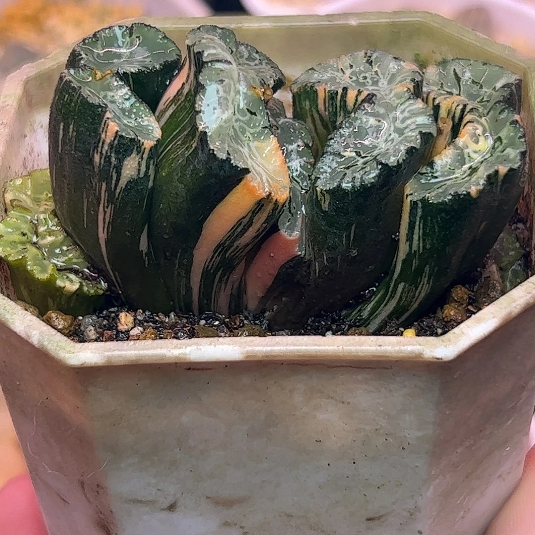 北斋锦十二卷多肉植物