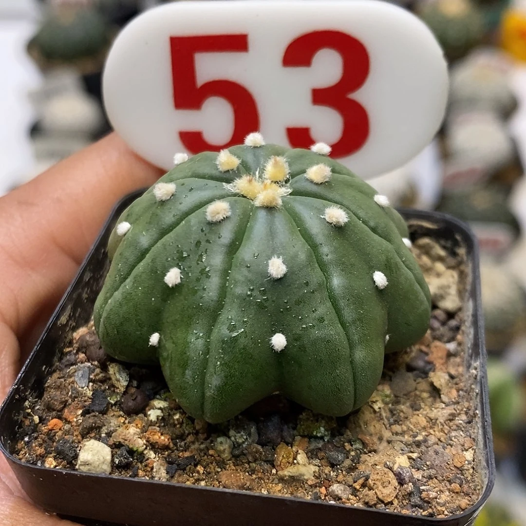 53琉璃飞碟海星福利特价啦