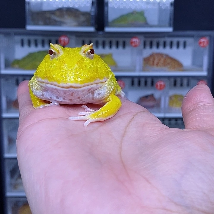 特价秒杀现货特价蛋黄