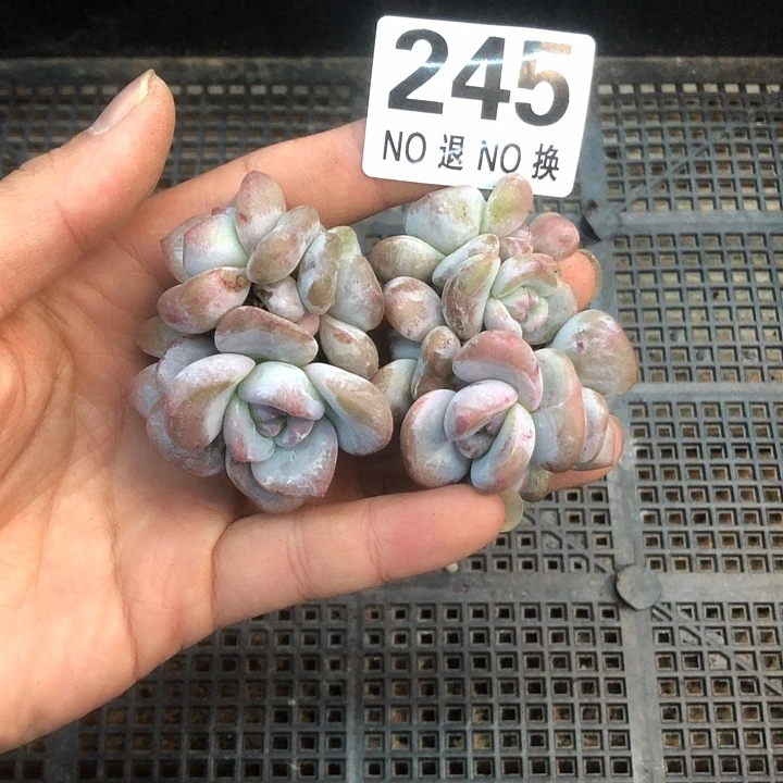 星影石榴籽福利出咯 245