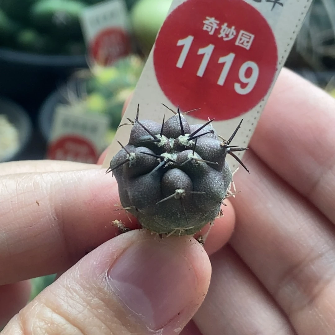 实生优选黑王丸1.7cm