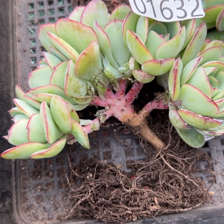 萌***心幸运的人是你啊你的