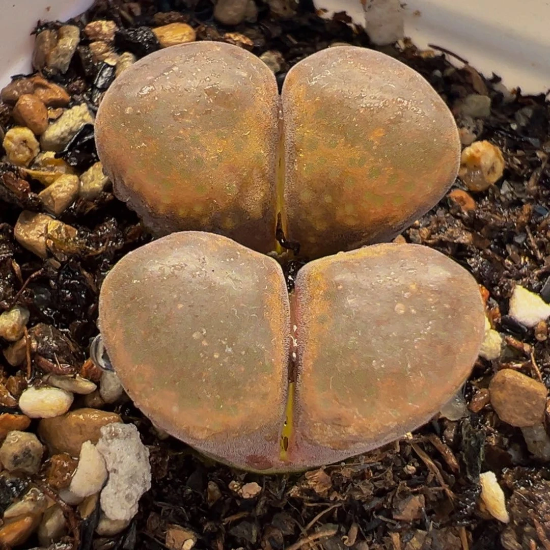 982多肉植物种类多样