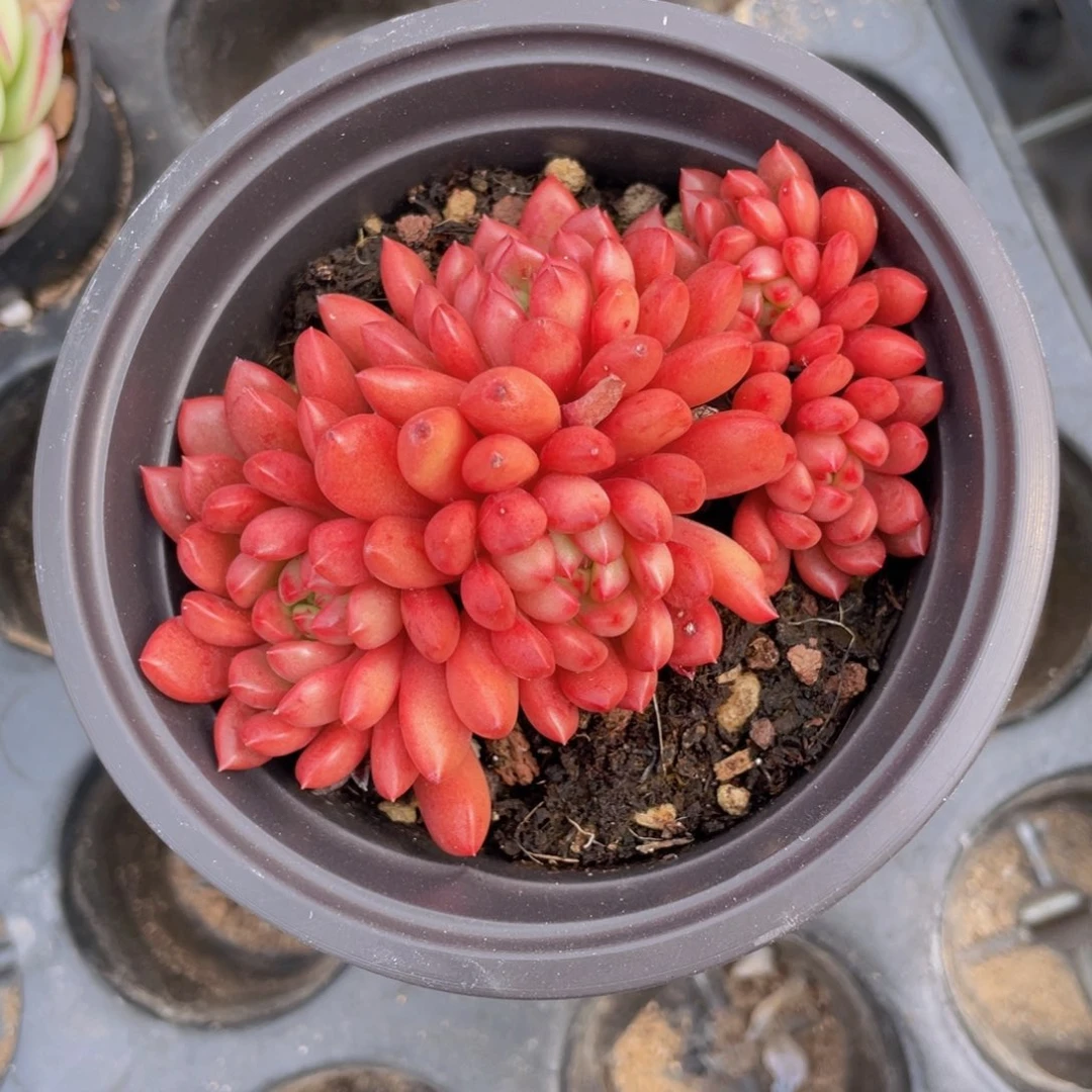 红宝石多肉9.9包邮发货