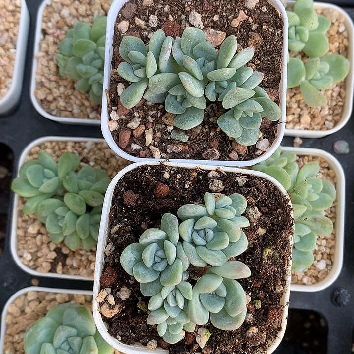 1***1冰玉群生一物一拍