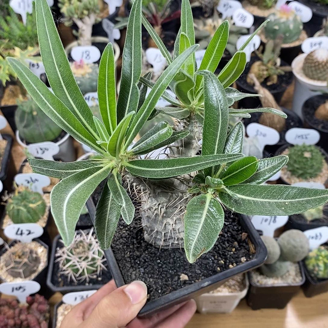 C****n专拍1075号象牙宫