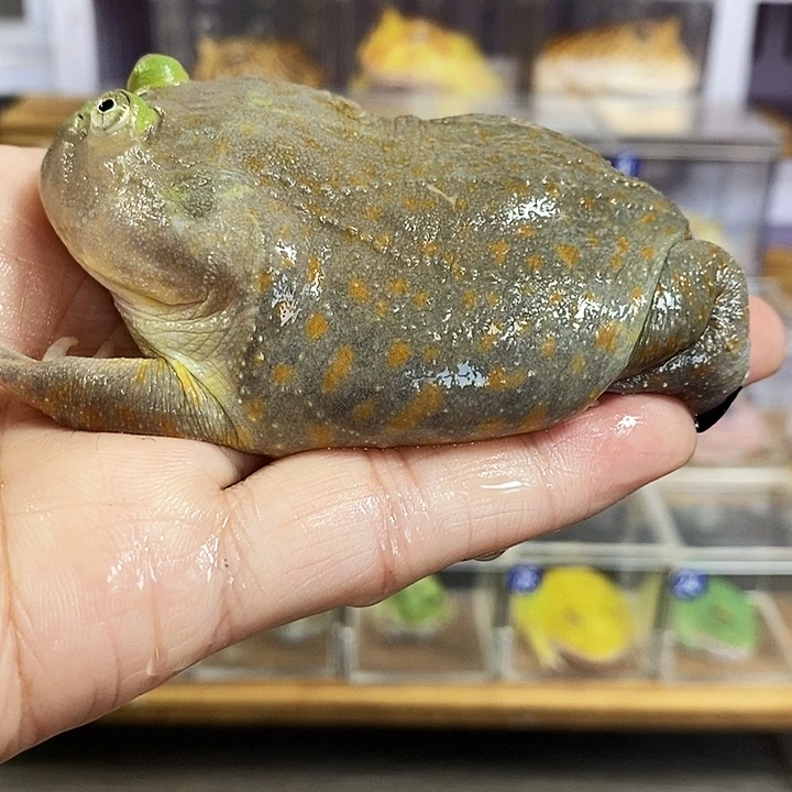 年***水角蛙599号小丑蛙哇哇