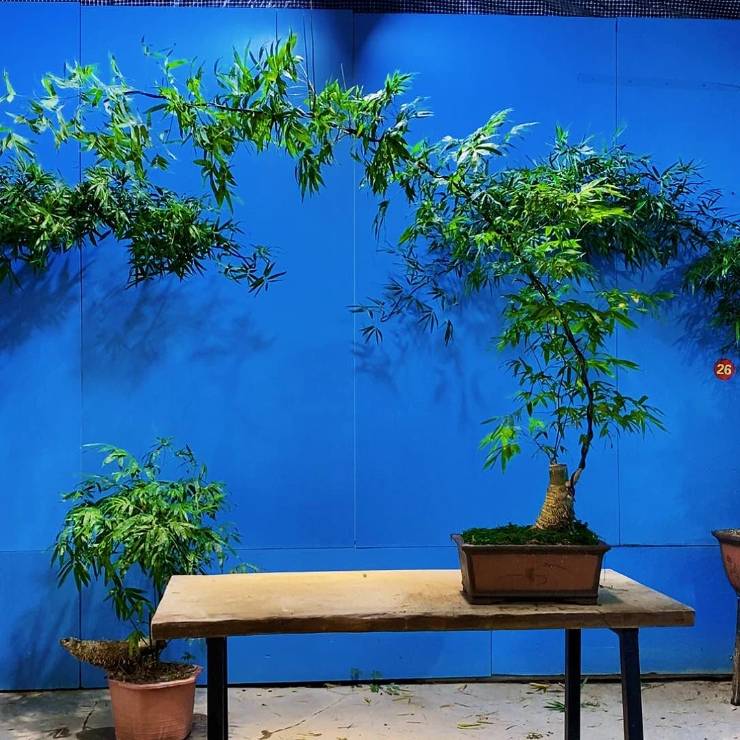 楠***@无花朵小叶簕竹一物一拍