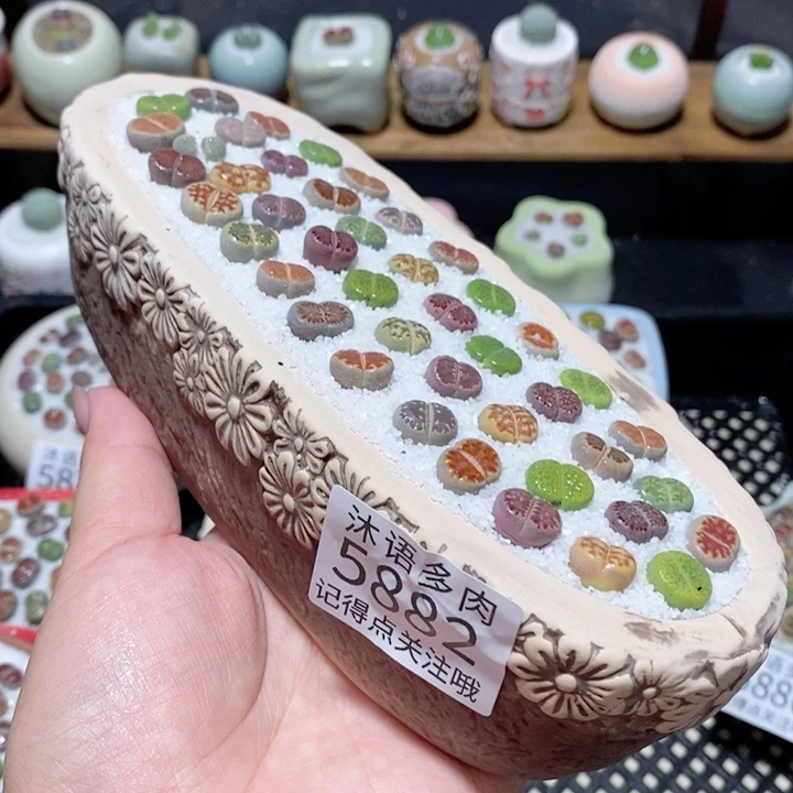 带盆土植物 一物一拍5882