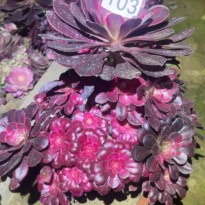 多肉植物法师103箱奶儿