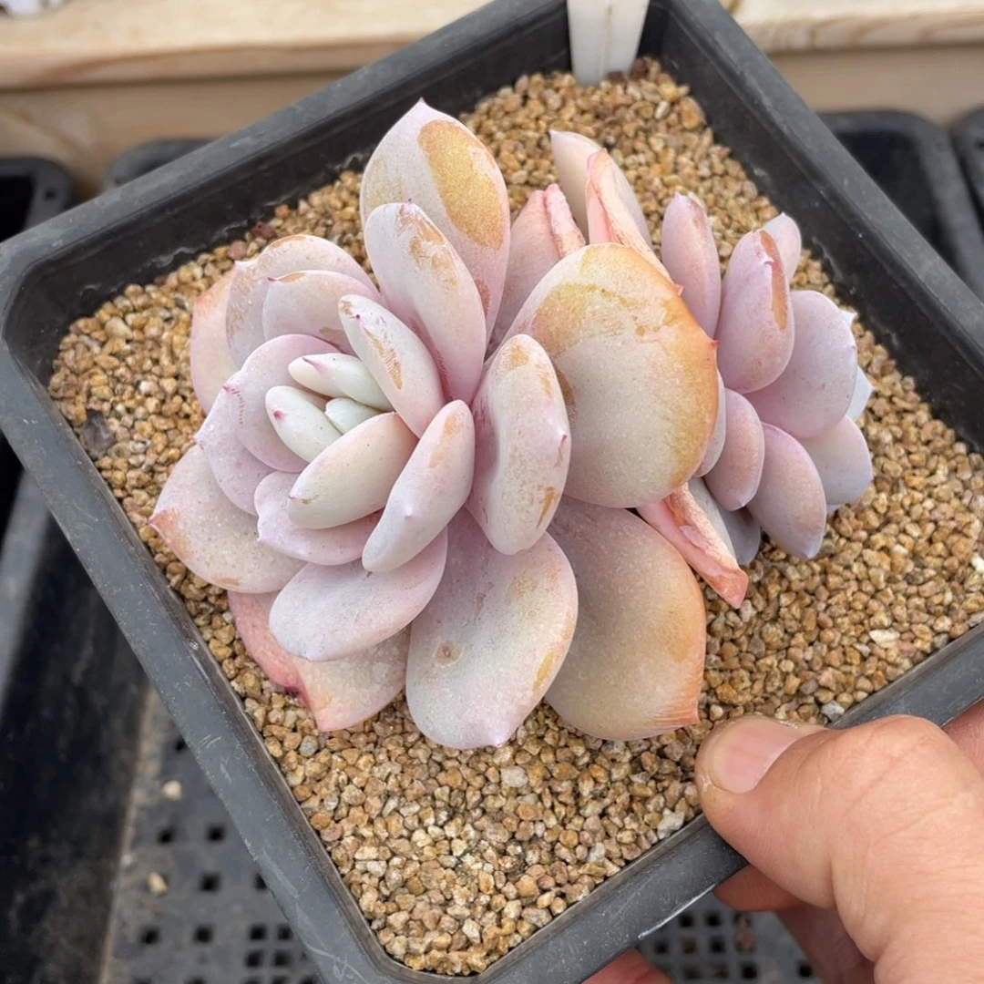 0686奶茶不带盆10厘米