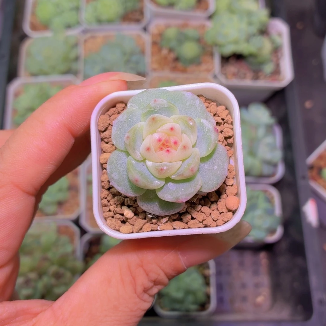 秃子甜心多肉植物