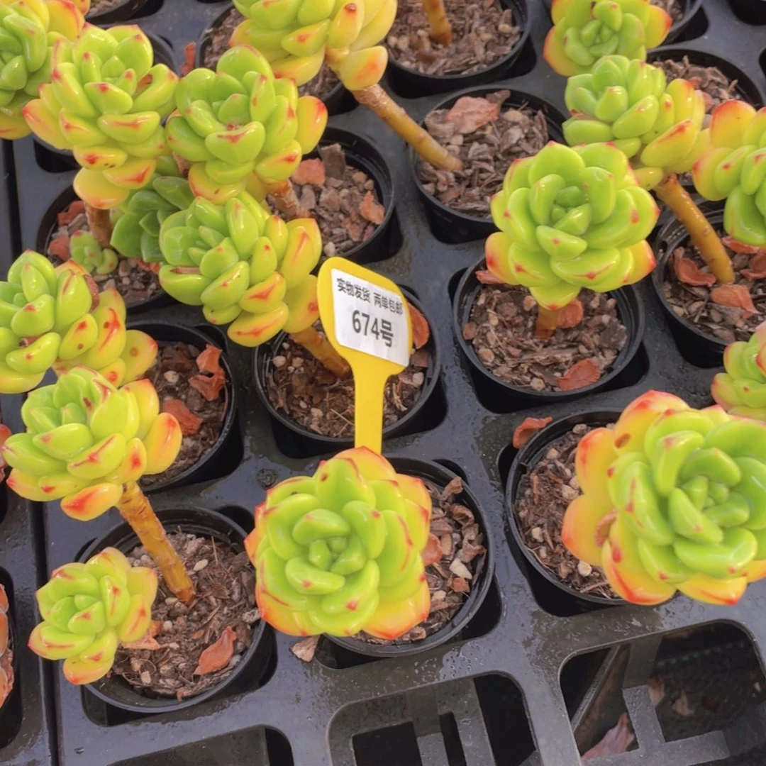 674号 老桩柠檬宝石两个