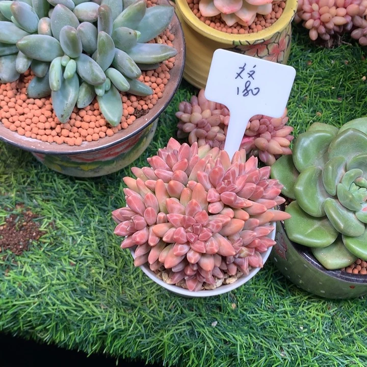 伊卡露诗小群多肉发货