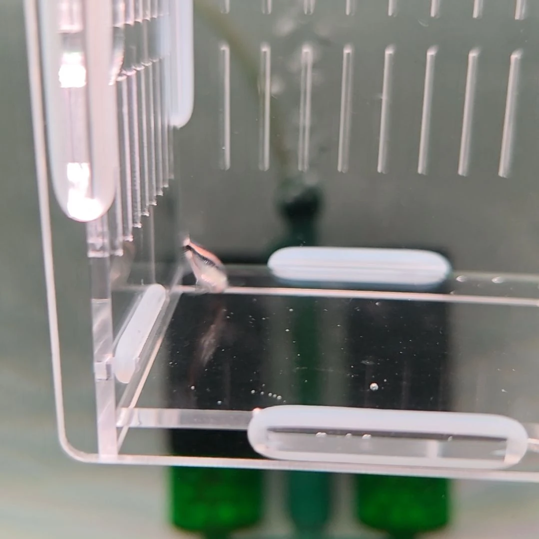 灯科鱼幻彩蓝魔灯鱼