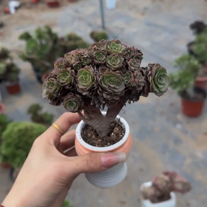 且***惜特特特特特1036