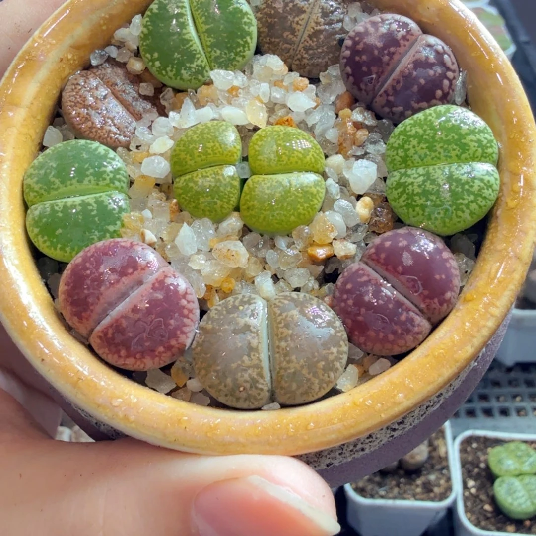 多肉葡萄的味道真的很好654