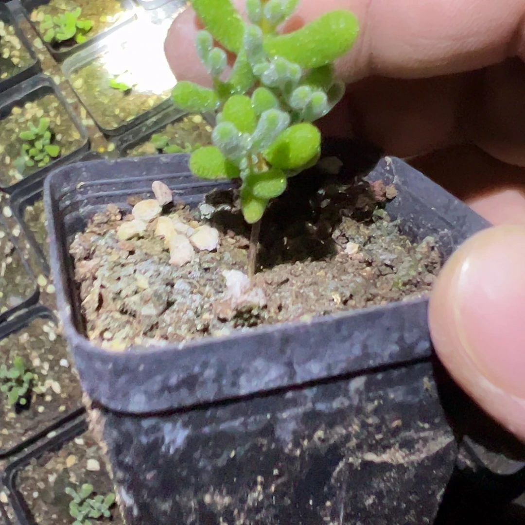 翡翠55杯树形老桩