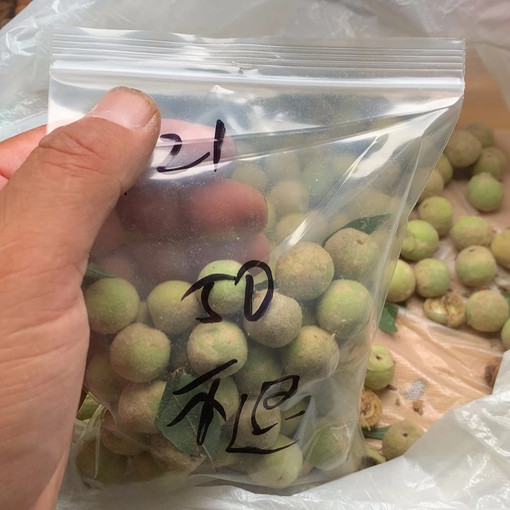 1***1文玩核桃吊坠野生精品小核桃散籽