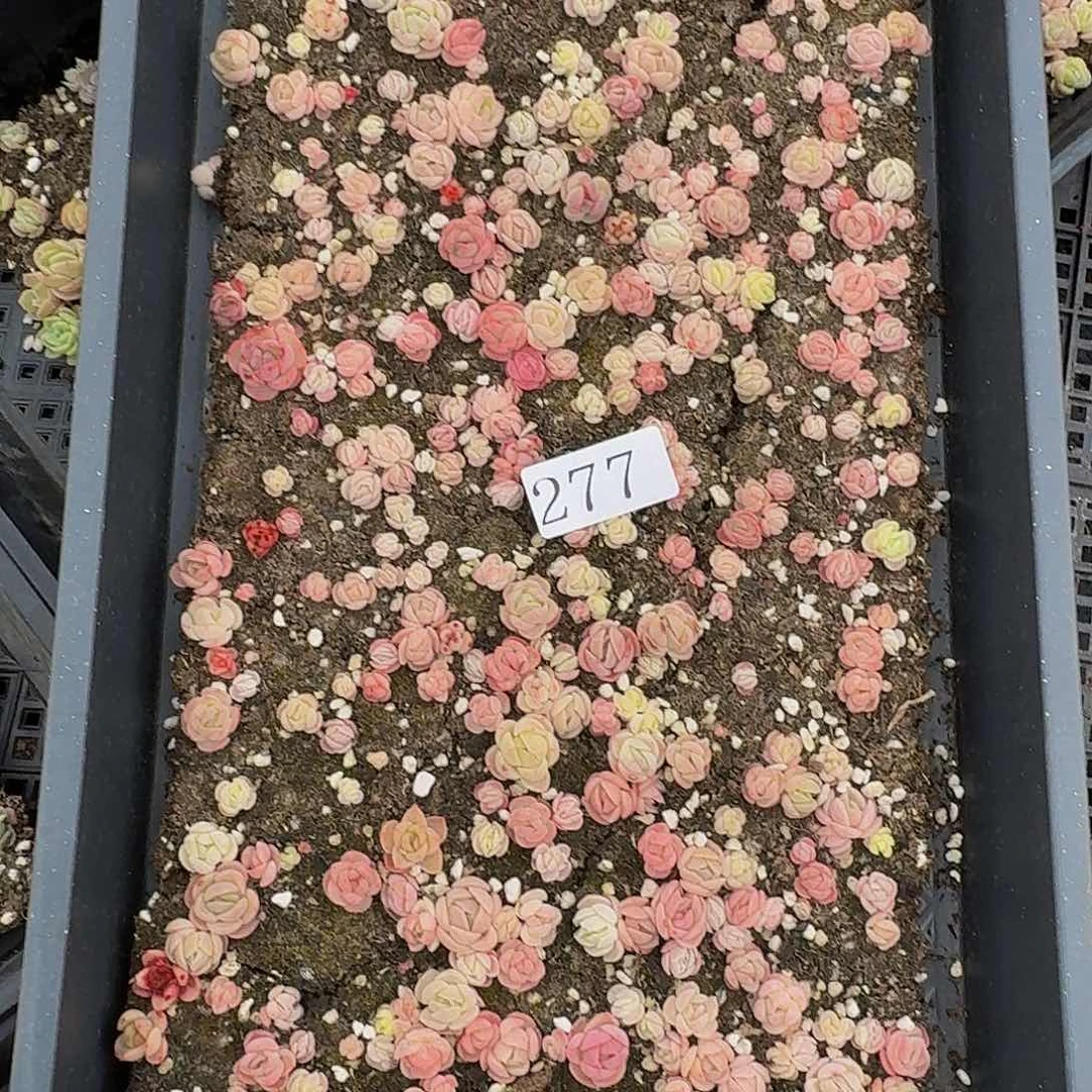 玩****海多肉植物多肉植物277