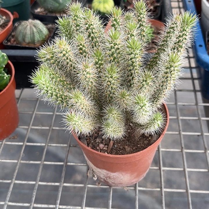 我的心好痛啊我真的好