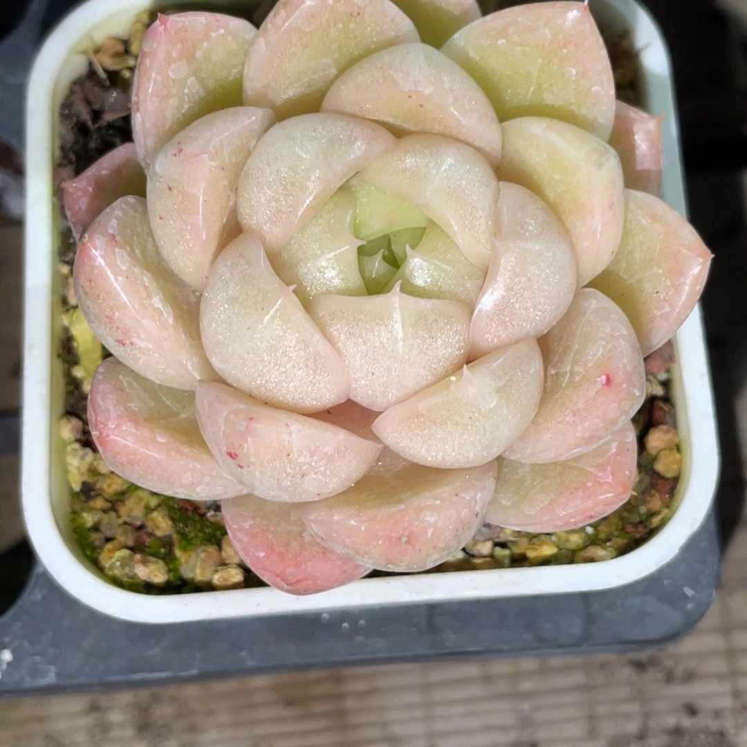 S2009粉油包麦秆单头