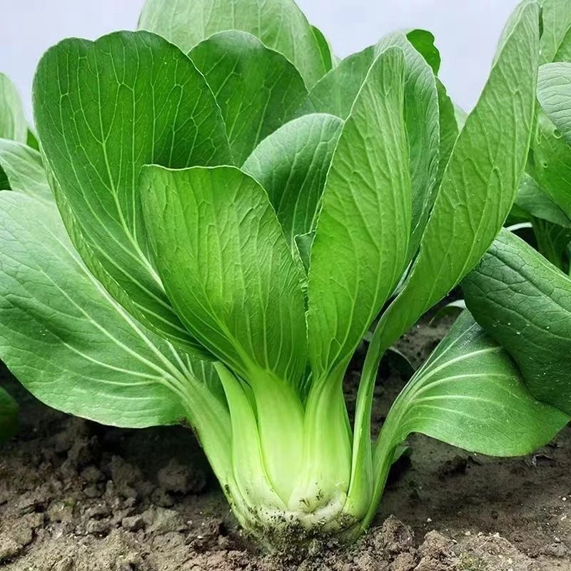 四季上海青种子 四季春季秋季油菜白菜种子蔬菜种子【原厂包装】