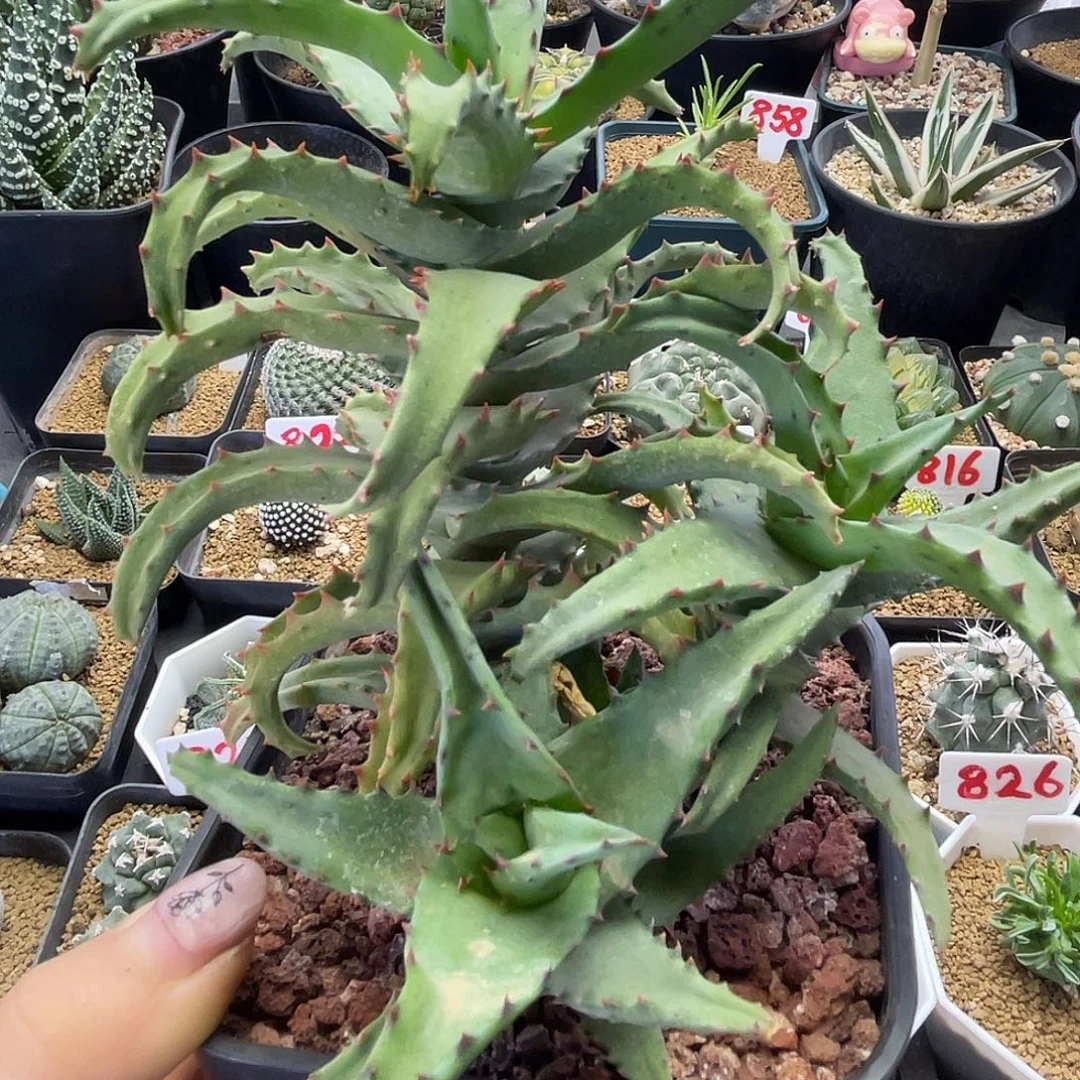 实生老桩卡萨帝芦荟