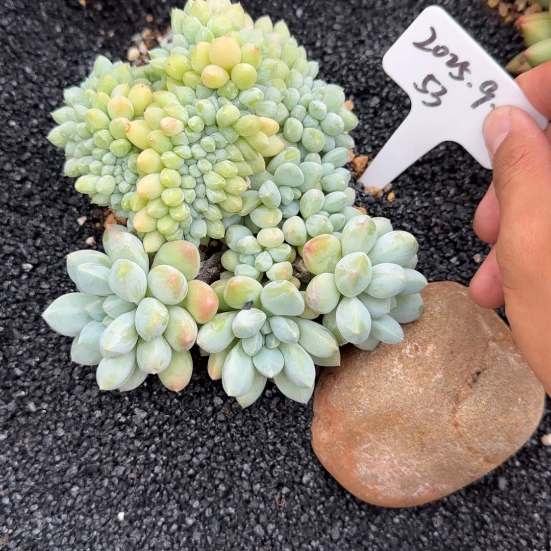 一物一拍大叶奶糖缀53