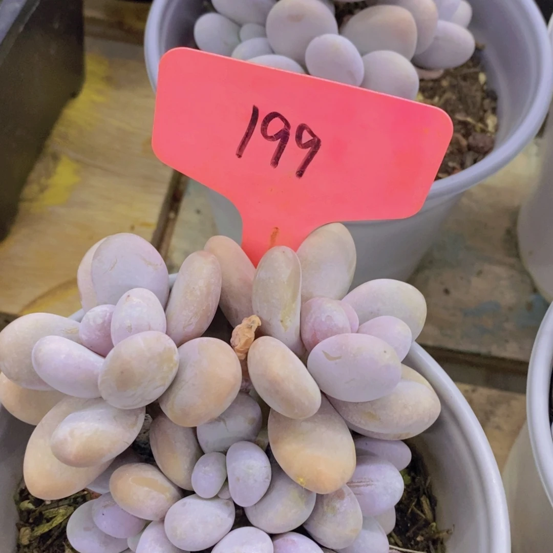 开心多肉，破价专场，今天不对比价格，