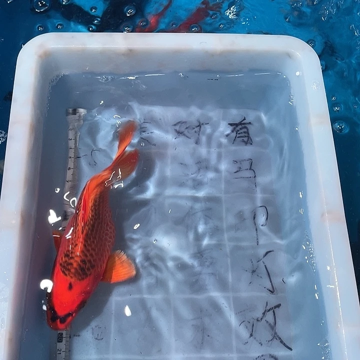 蝴蝶鲤鱼渔场直发16
