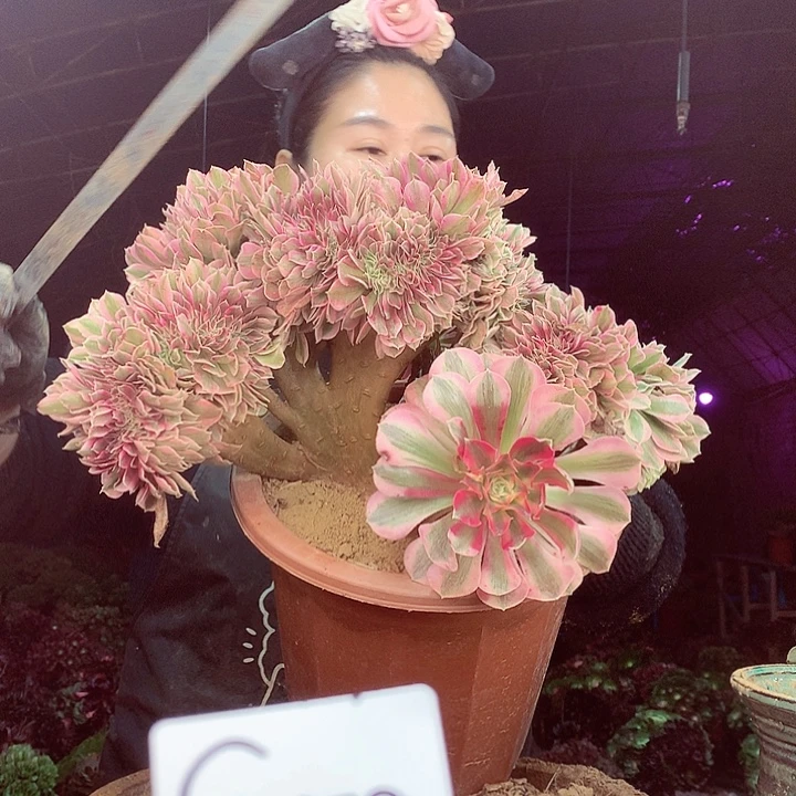 柒柒精品多肉脱土发货不包断侧枝S78