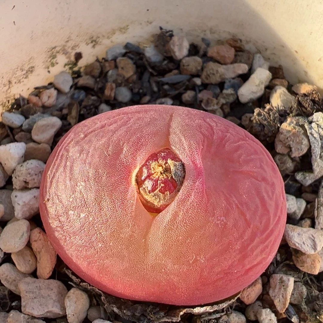 14多肉植物百科植物