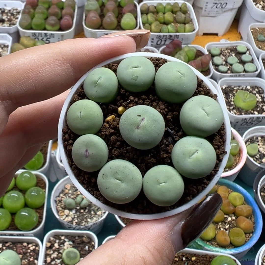 074大型红嘴裸根发货