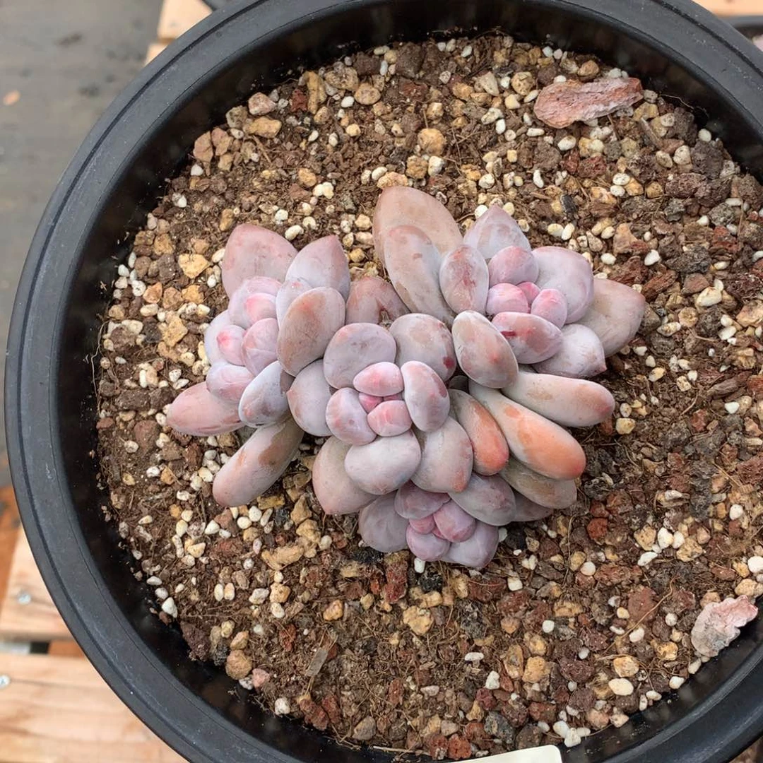 11厘米四头香水多肉2901