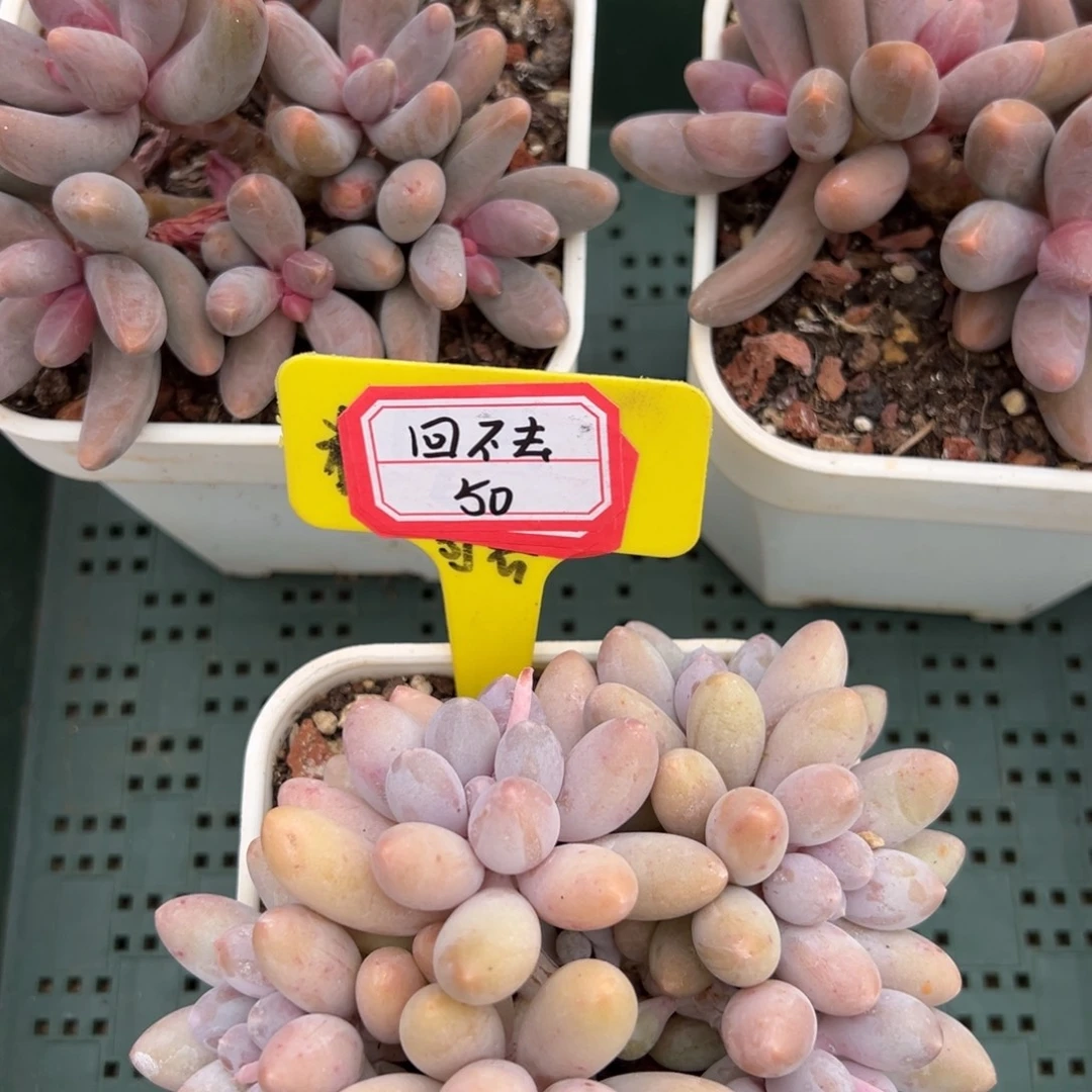 回***经回不去50。