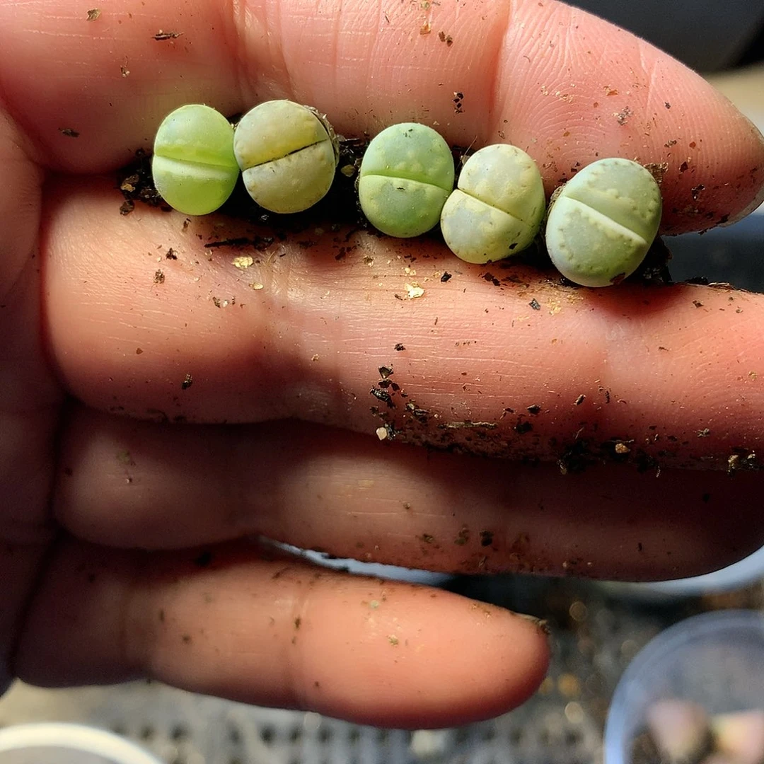 P434多肉植物保护