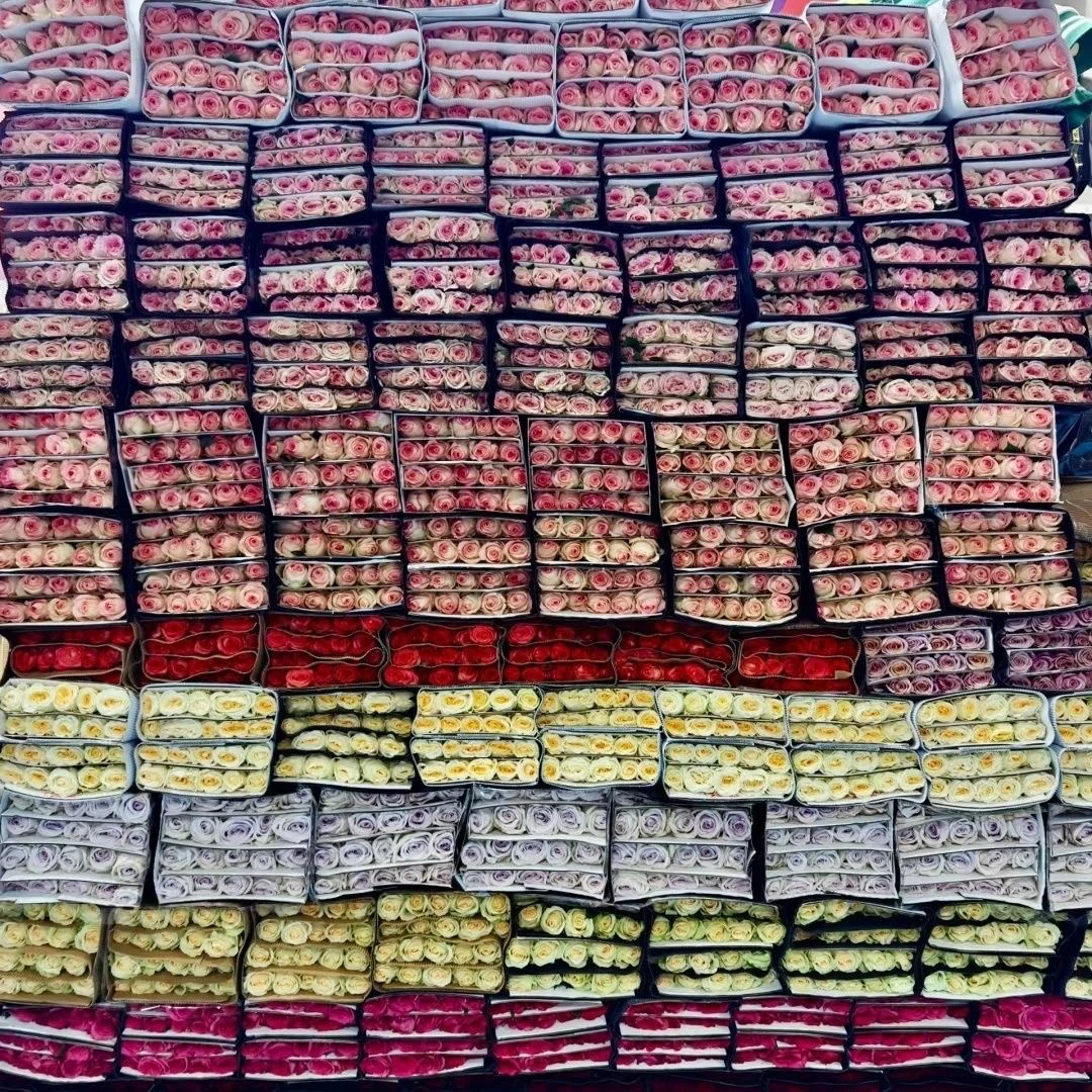 福利款 随机2把单头玫瑰 到手40枝哦