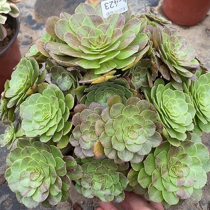 423花月夜有一个断枝多肉植物福利