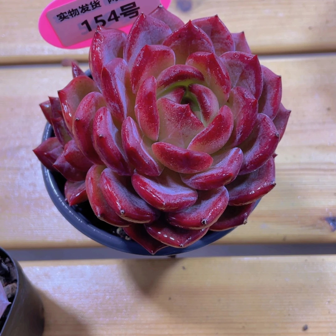 154号 母本夜魔侠大双头